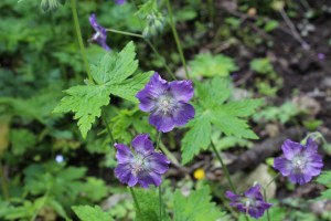 geranium phaeum (2) (1200 x 800)